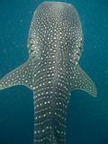 Djibouti - Whale Shark in Djibouti - 11